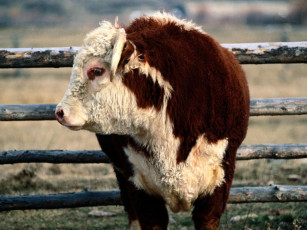 Картинка животные коровы буйволы