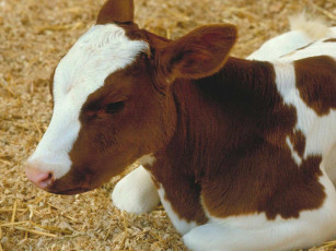 Картинка животные коровы буйволы