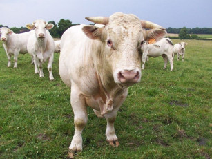 Картинка животные коровы буйволы