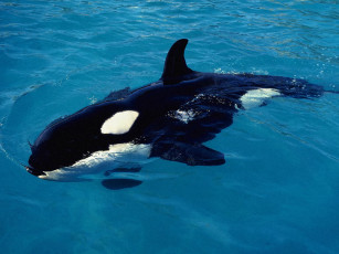 Картинка животные косатки
