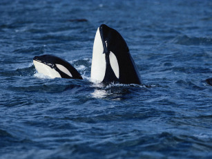 Картинка животные косатки