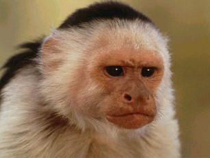 Картинка животные обезьяны