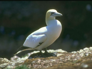 Картинка животные олуши