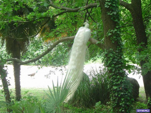 Картинка животные павлины