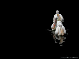 Картинка животные пеликаны черный фон вода птицы три