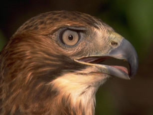 Картинка животные птицы хищники