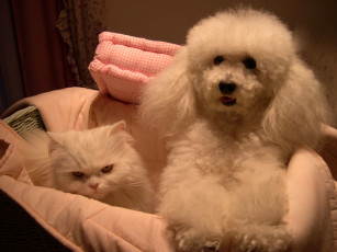 Картинка животные разные вместе