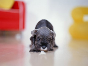 Картинка животные собаки