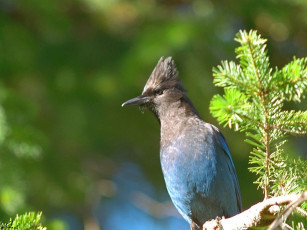 Картинка животные сойки