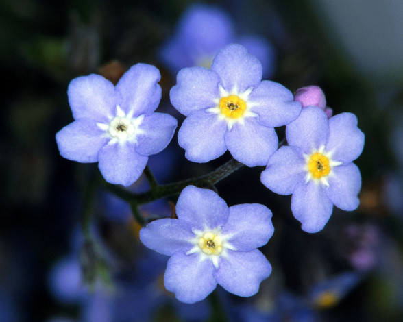 Обои картинки фото цветы, незабудки