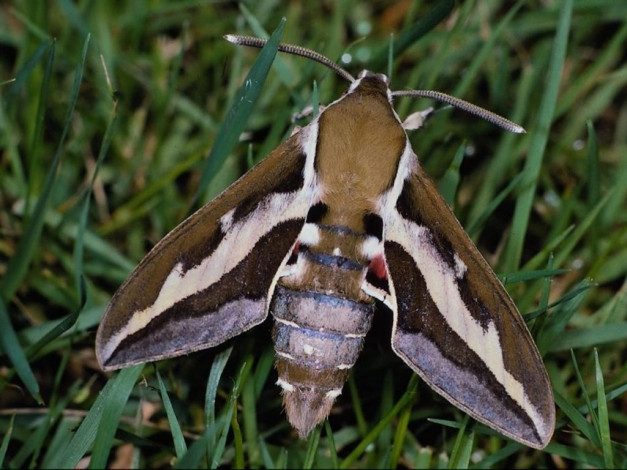 Обои картинки фото животные, бабочки