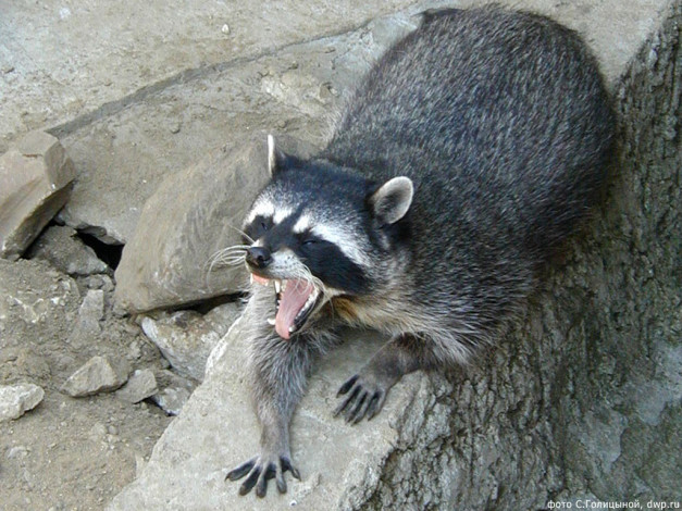 Обои картинки фото животные, еноты