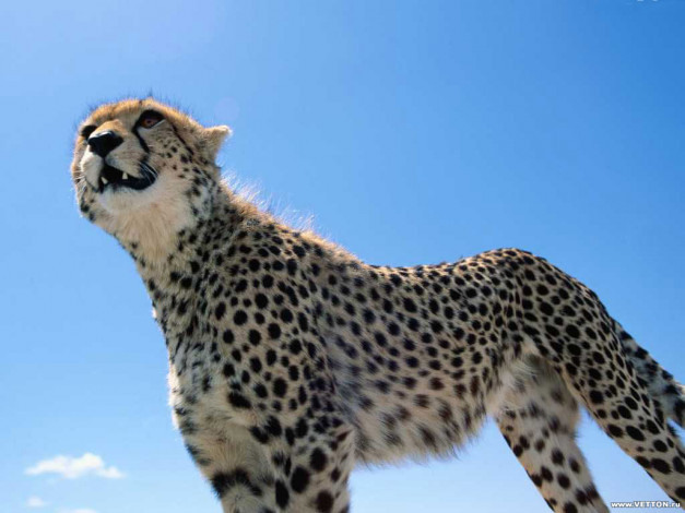 Обои картинки фото животные, гепарды