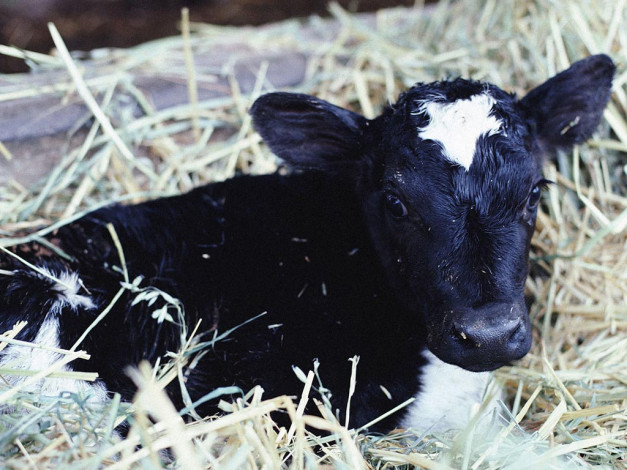 Обои картинки фото животные, коровы, буйволы