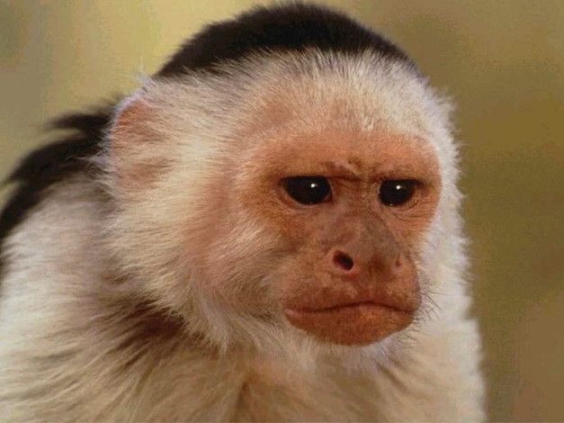 Обои картинки фото животные, обезьяны