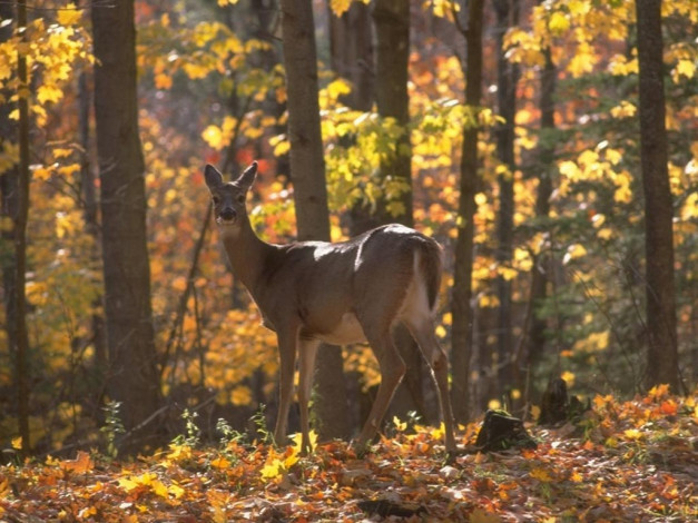 Обои картинки фото животные, олени