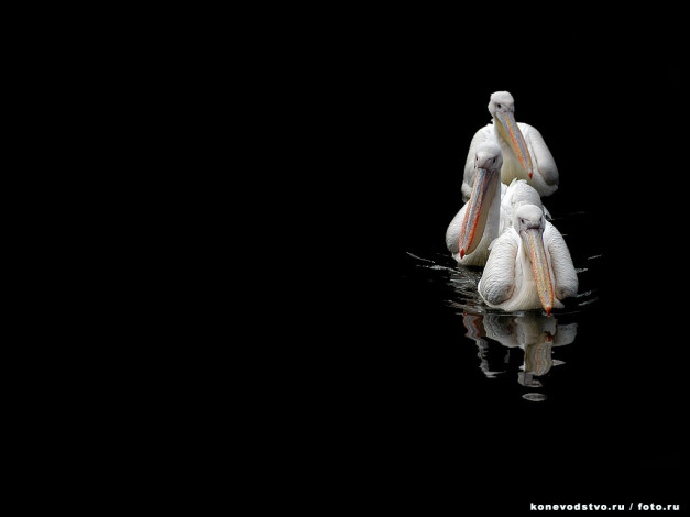 Обои картинки фото животные, пеликаны, черный, фон, вода, птицы, три