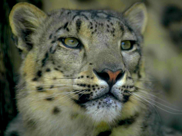 Обои картинки фото животные, снежный, барс, ирбис