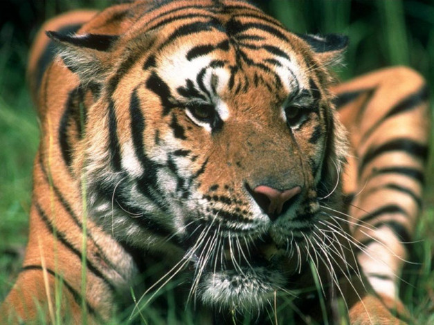 Обои картинки фото животные, тигры