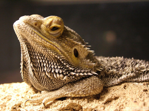 Обои картинки фото животные, Ящерицы, игуаны, вараны
