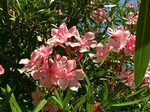 Картинка цветы олеандры