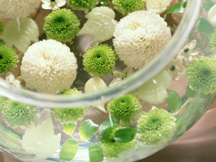 обоя цветы, хризантемы