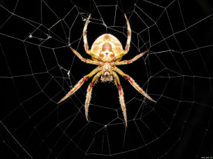 Картинка животные пауки