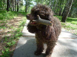 Картинка животные собаки