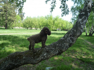 Картинка животные собаки