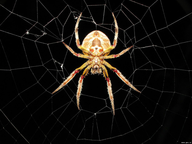 Обои картинки фото животные, пауки