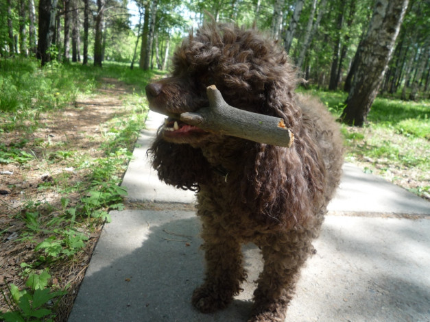 Обои картинки фото животные, собаки