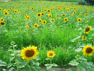 Картинка цветы подсолнухи