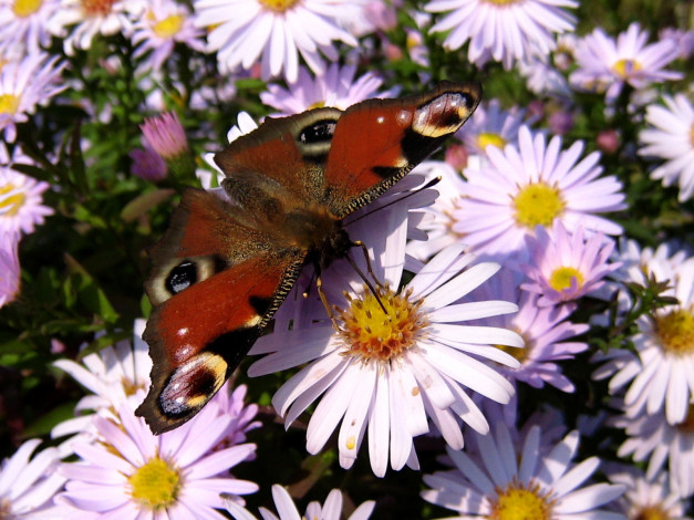 Обои картинки фото животные, бабочки