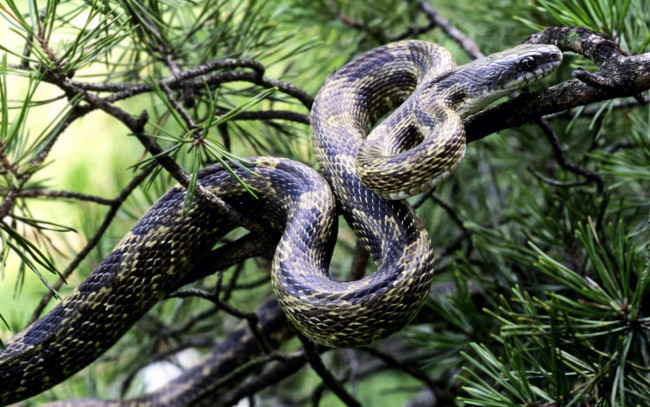 Обои картинки фото животные, змеи, питоны, кобры