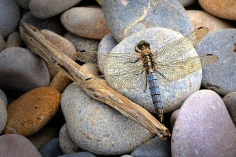 Картинка животные стрекозы камни крылья прозрачный