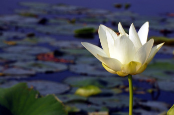 Картинка цветы лотосы белый вода пчела