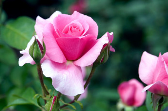 Картинка цветы розы розовый бутоны