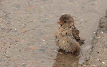 Картинка животные воробьи воробей вода лужа