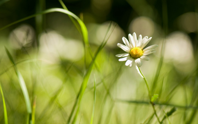 Обои картинки фото цветы, ромашки, трава, свет, боке, макро