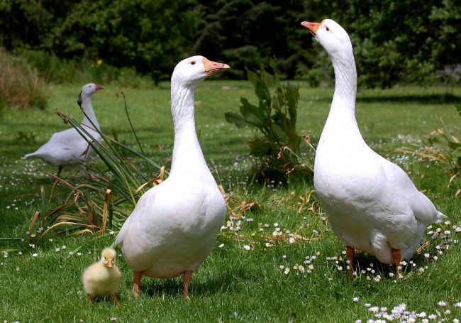 Обои картинки фото животные, гуси, белый, большой, малыш