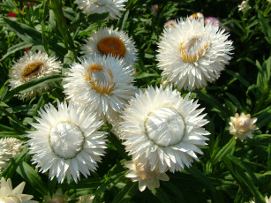 Картинка цветы бессмертник лепестки