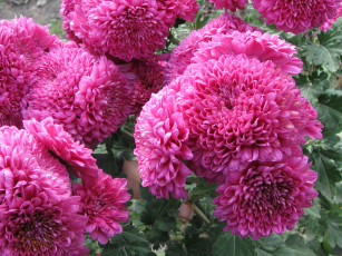 Картинка цветы хризантемы