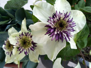 Картинка цветы клематис ломонос