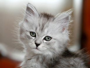 Картинка животные коты котенок