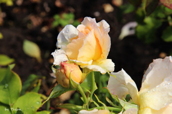 Картинка цветы розы бутоны капли