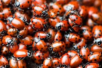 Картинка животные божьи коровки много