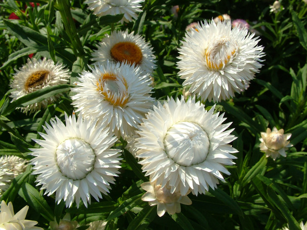 Обои картинки фото цветы, бессмертник, лепестки