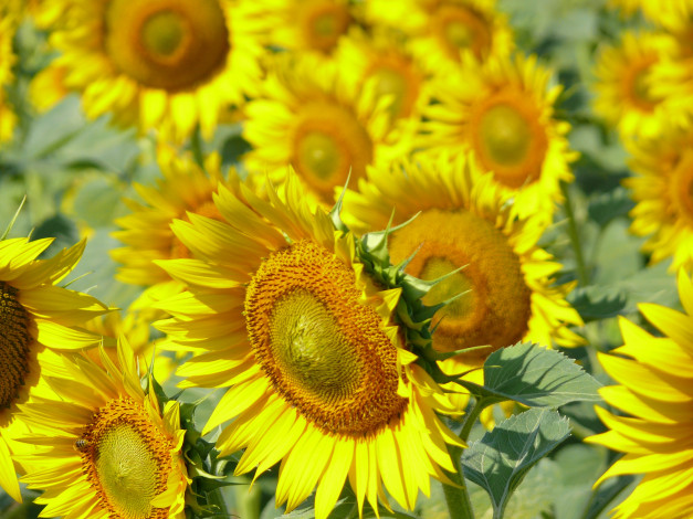 Обои картинки фото цветы, подсолнухи, подсолнух