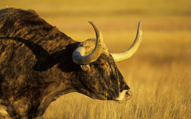 Обои картинки фото животные, коровы, буйволы, корова