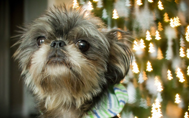 Обои картинки фото животные, собаки, фон, взгляд, собака